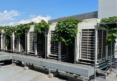 空調室外機まわりの芋緑化